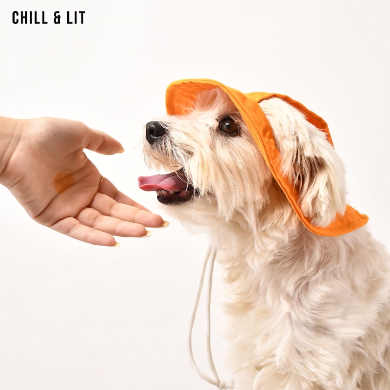 Chapeau Pour Chien